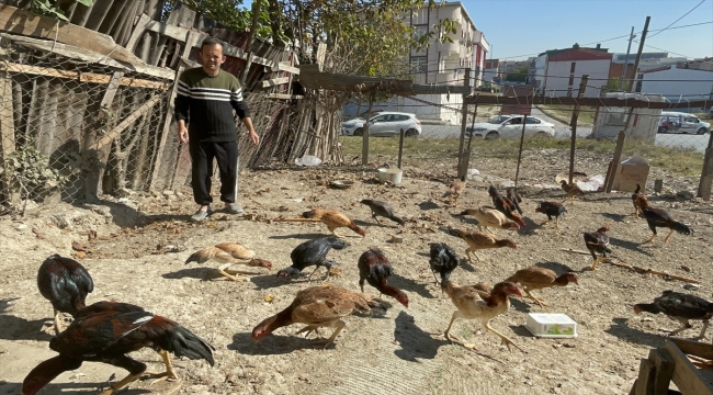 Arnavutköy'de kümesten tavuk hırsızlığı kameraya yansıdı