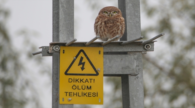 Bozkırın küçük avcısı kukumav Ağrı Dağı eteklerinde görüntülendi