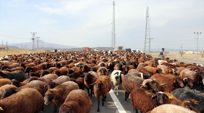 Iğdır'da göçerlerin yaylalardan eve dönüş yolculuğu sürüyor