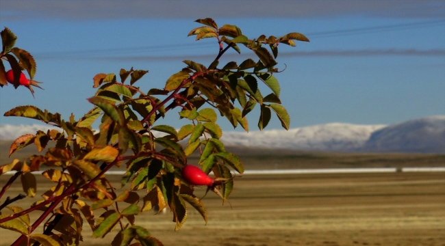 Kars'ta soğuk hava yüzünden araçların camları buz tuttu