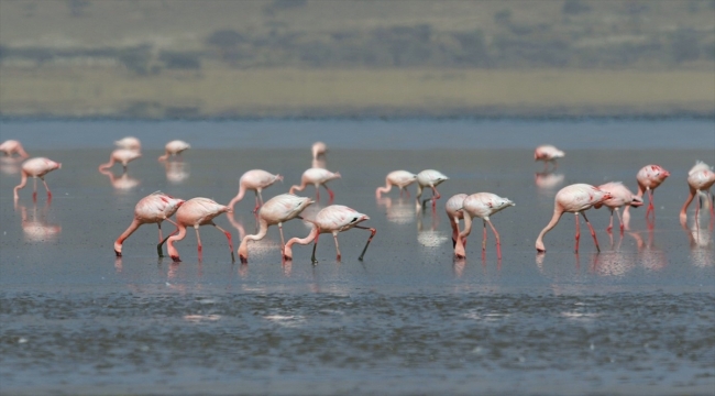 Tuz Gölü'nde alınan tedbirlerle yavru flamingolar kurtuldu