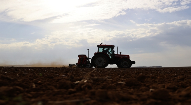 Edirne'de buğday ekimi başladı