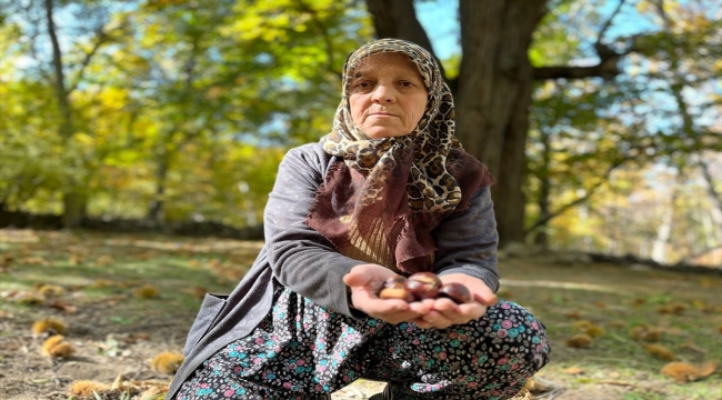 Isparta'da mahalle sakinlerinin "kestane toplama nöbeti" sürüyor