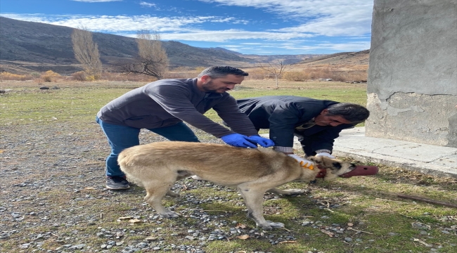 Kars'ta bir köy kuduz nedeniyle karantinaya alındı