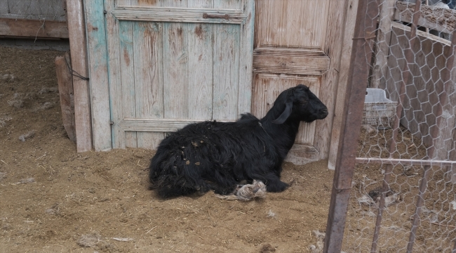 Mersin'de ağıla giren sahipsiz köpekler bir küçükbaş hayvanı telef etti, 4'ünü yaraladı