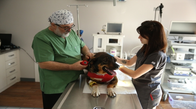 Ordu'da av tüfeğiyle vurulan köpek tedavi altına alındı