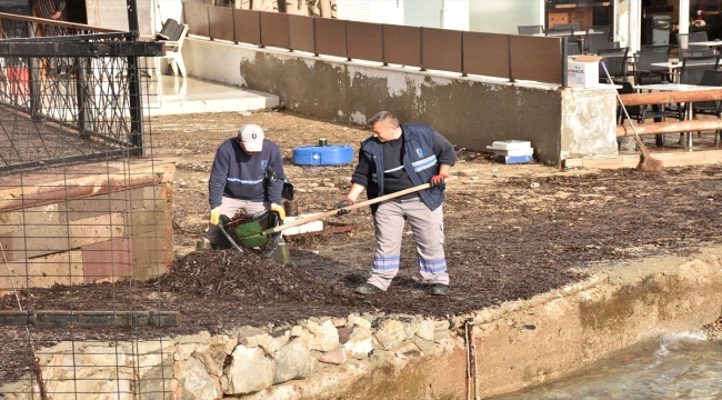 Bodrum'da rüzgar nedeniyle sahile sürüklenen yosunlar temizlendi