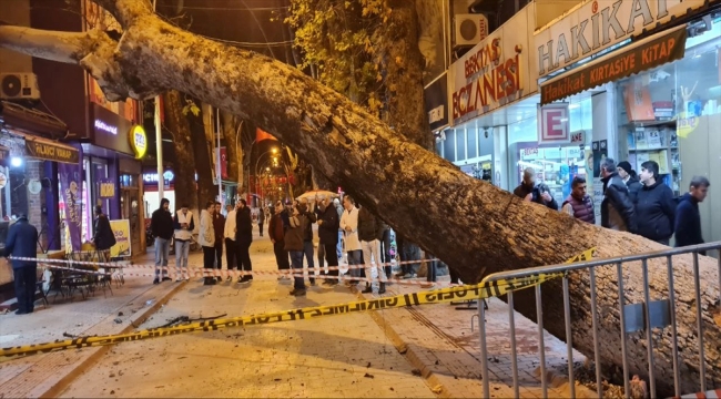 Bursa'da devrilen ağaç iş yerlerine zarar verdi