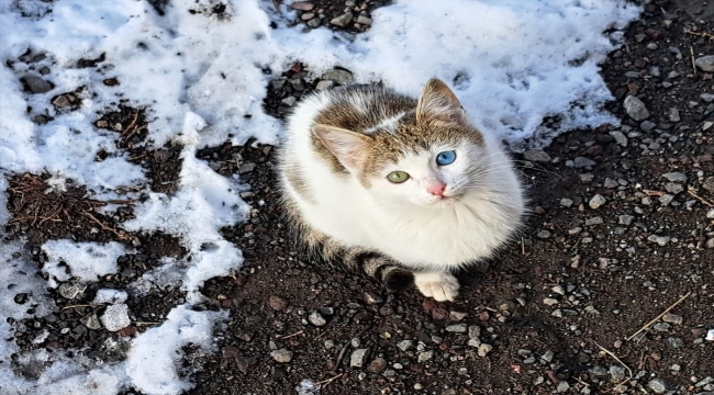 Doğu Anadolu'da soğuk hava 