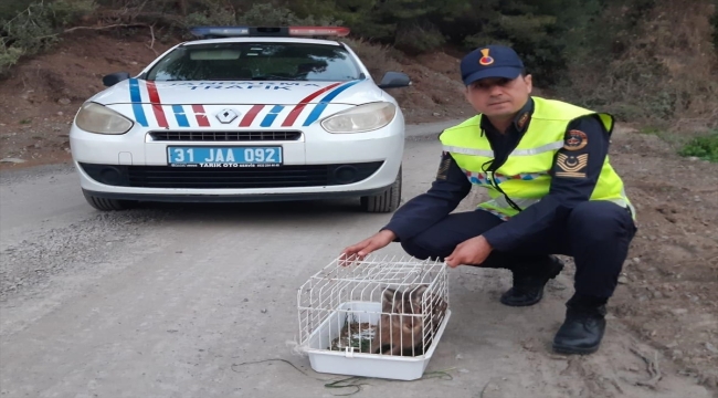 Hatay'da jandarmanın bitkin bulduğu yaban tavşanı tedavi edildi 