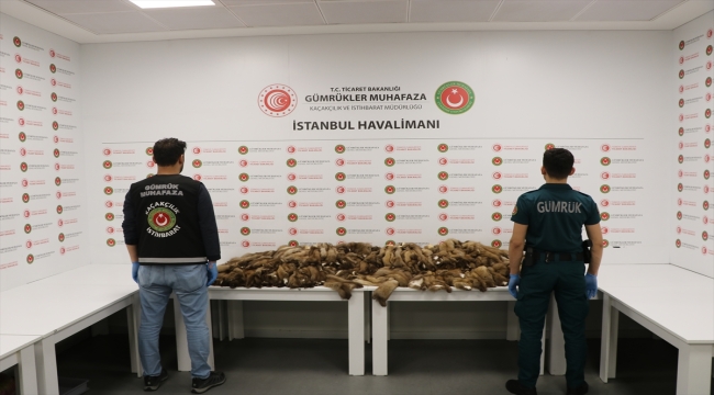 İstanbul Havalimanı'nda yaklaşık 1,5 milyon liralık kaçak samur postu ele geçirildi