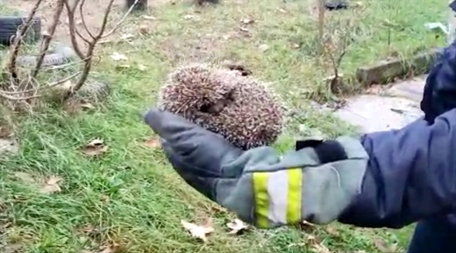 Karabük'te demir parmaklığa sıkışan kirpi kurtarıldı