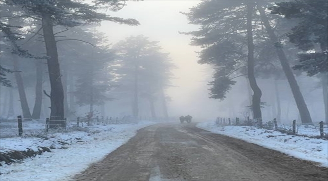 Kastamonu'da sis etkili oluyor