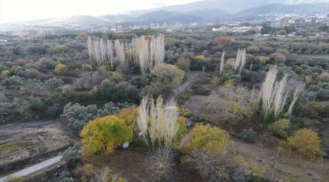 Lagina ve Stratonikeia antik kentleri sonbaharda dron ile görüntülendi 