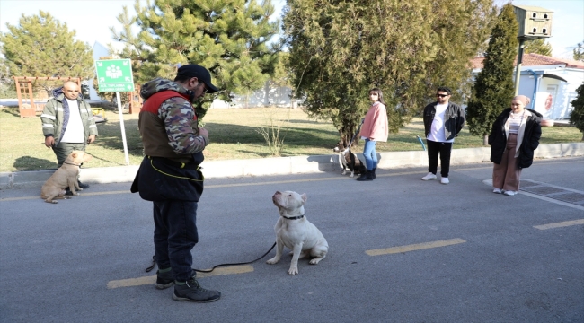 Niğde'de barınaktaki tehlikeli ırk köpeklere "uyum" eğitimi veriliyor