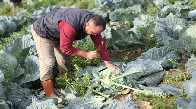 Sakarya'da ikinci ürün olarak ekilen "Kaynarca lahanası"nda hasat başladı