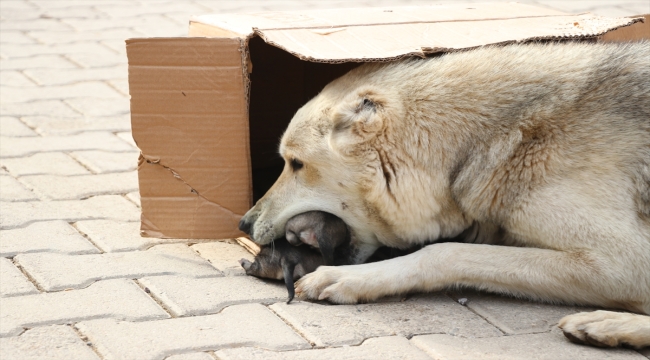 Siirt'te çöp konteynerine atılan köpek yavrularını temizlik personeli kurtardı