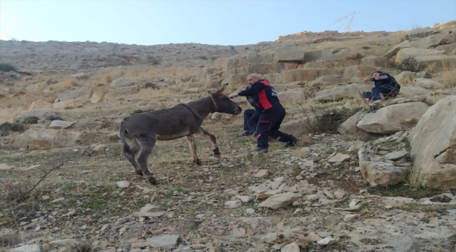 Siirt'te kayalıklarda mahsur kalan eşek kurtarıldı