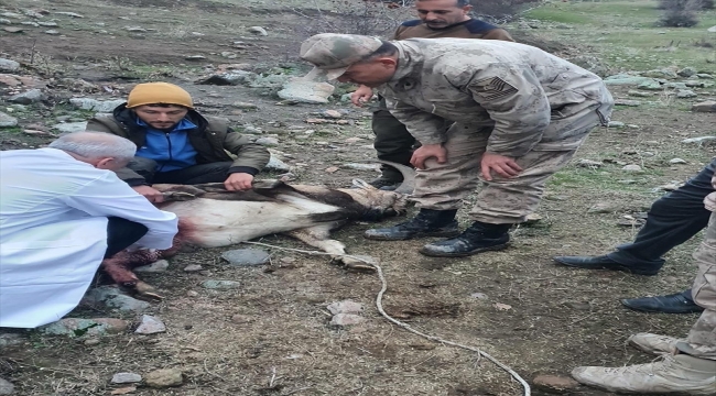 Tunceli'de jandarmanın yaralı bulduğu yaban keçisi tedaviye alındı