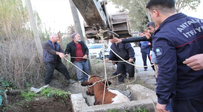 Antalya'da sulama kanalı çukuruna düşen inek iş makinesiyle kurtarıldı