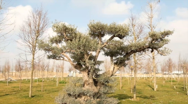 Bakan Kurum, Atatürk Havalimanı Millet Bahçesi'ndeki çalışmalarla ilgili video paylaştı 