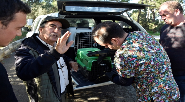 Bodrum'da bitkin halde bulunan şahin, tedavisi için koruma altına alındı