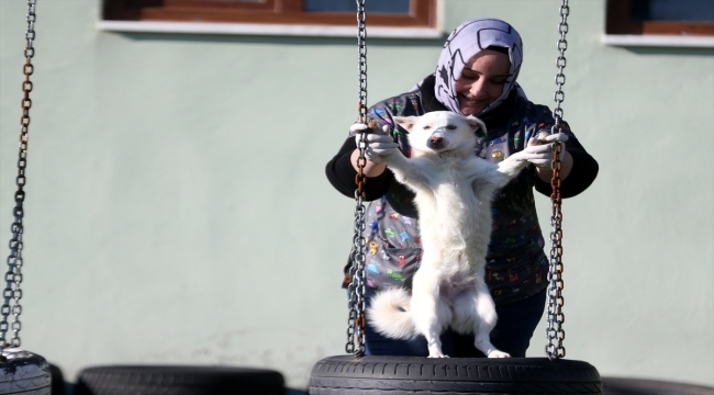 Düzce'de 250 "can dost" geçici bakım evinden yeni sahiplerine kavuştu