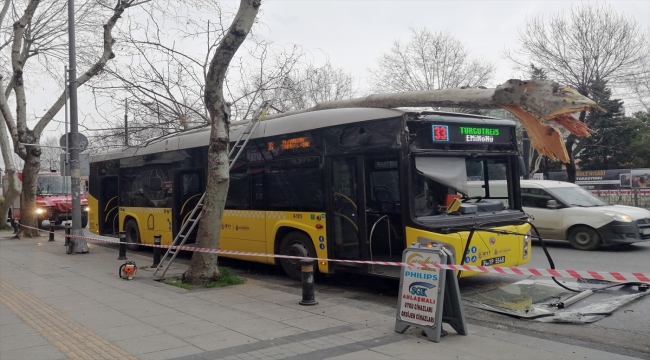 Fatih'te İETT otobüsü yol kenarındaki ağaca çarptı