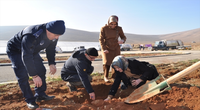 Kahramanmaraş'ta alıç fideleriyle arıcılıkta verimliliğinin artırılması hedefleniyor