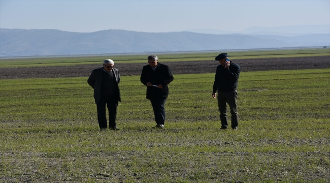 Kahramanmaraş'ta tarım alanlarını istila eden farelerle "zehirli buğdaylı" mücadele