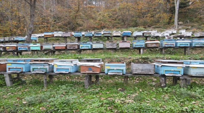 Kastamonu'nun tescilli kestane balında rekolte iklim şartları nedeniyle düştü