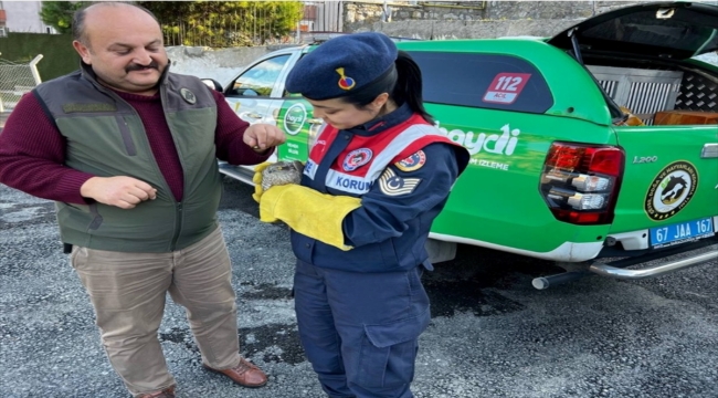 Zonguldak'ta yaralı halde bulunan atmaca tedaviye alındı