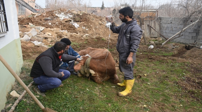 Adıyaman'da telef olduğu sanılan inek "Sarıkız" depremin 15'inci gününde kurtarıldı