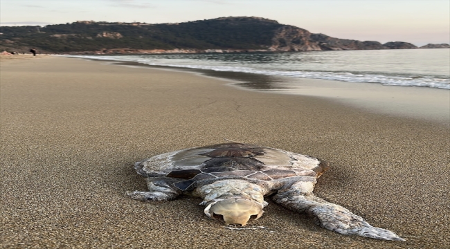 Alanya'da sahilde ölü 2 caretta caretta bulundu