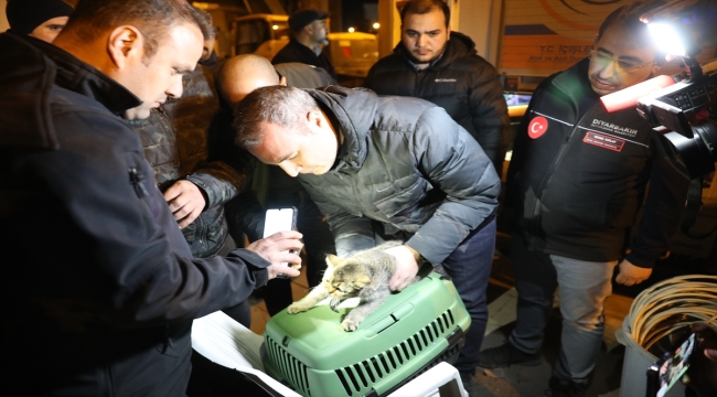 Diyarbakır'da ağır hasarlı siteden kurtarılan 2 kedi sahiplerine teslim edildi