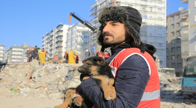 Diyarbakır'da ekipler enkazdan bir köpek ve 2 yavrusu ile sülünü kurtardı 