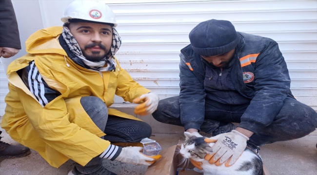 Gaziantep'te enkazdan 54 saat sonra kurtarılan kedi veterinere götürüldü