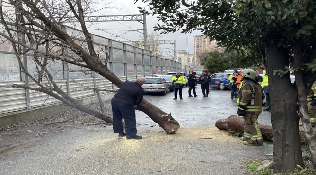 Kadıköy'de fırtına nedeniyle elektrik tellerinin üzerine ağaç devrildi