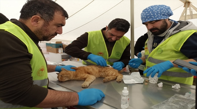 Tarım ve Orman Bakanlığı deprem bölgesindeki "can dostlar"ın da yardımına koşuyor