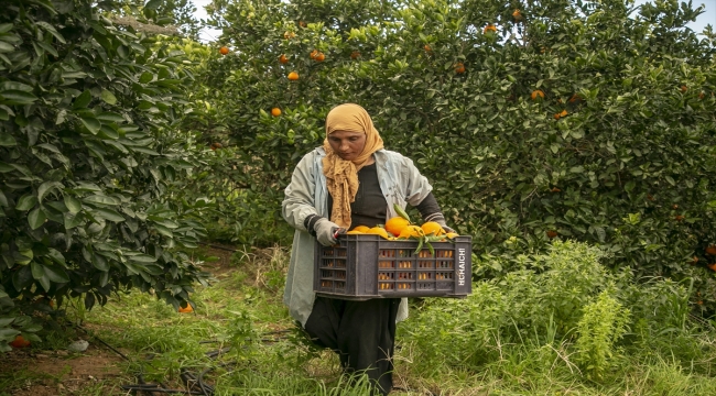 Tunus'ta kuraklık narenciye üretimini düşürdü