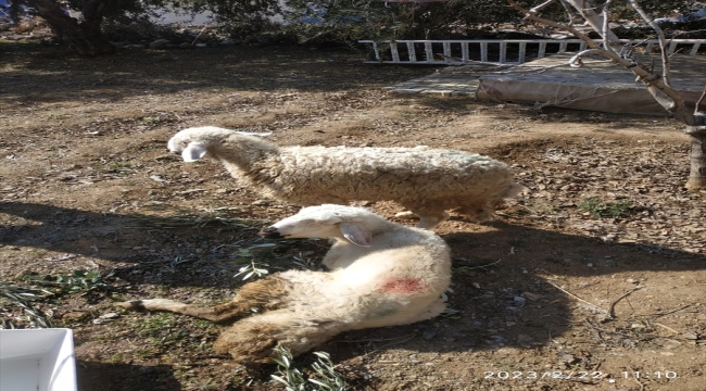 Yıkılan ahırın enkazından iki koyun depremin 17. gününde canlı çıkarıldı