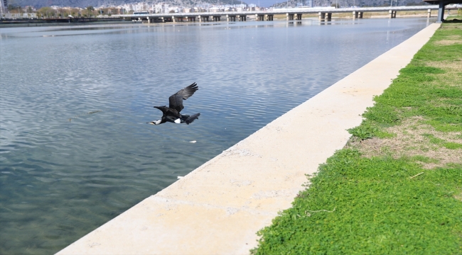 Antalya'da tedavi edilen yaralı karabatak doğaya bırakıldı