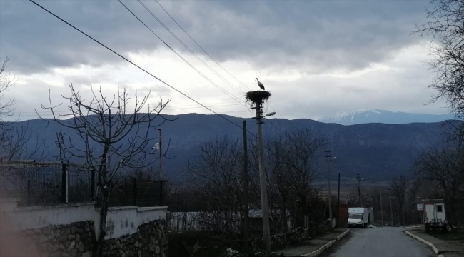 "Baharın müjdecisi" leylekler Çorum'a gelmeye başladı