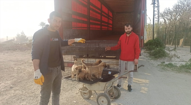 Hatay'da depremden etkilenen hayvanların bakımları yapılıyor