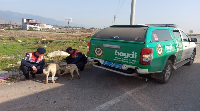 Jandarma ekiplerince deprem bölgesindeki hayvanlara mama desteği