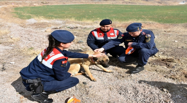 Kırıkkale'de jandarma ekipleri sahipsiz köpeklere reflektörlü tasma takıyor