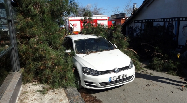 Ordu'da şiddetli rüzgarın etkisiyle devrilen ağaç, iş yeri ile otomobile zarar verdi 