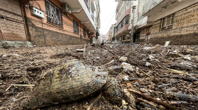 Şanlıurfa'da sel sularıyla sürüklenen 2 kaplumbağa koruma altına alındı