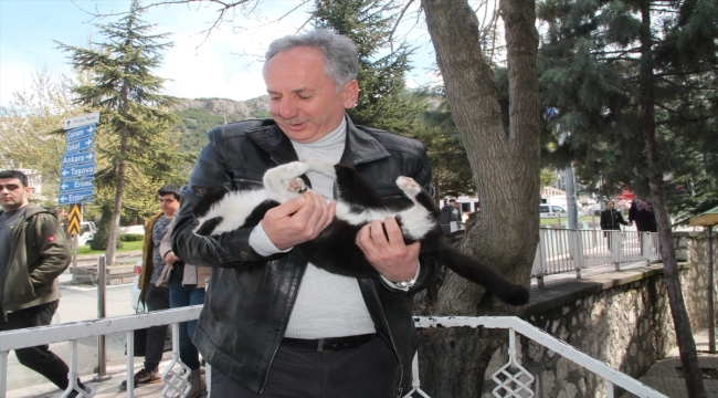 Amasya'da kargaların saldırdığı kedinin ağaçta mahsur kalması cep telefonu kamerasında