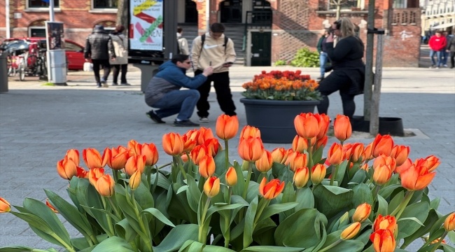 Amsterdam'da laleler sokakları süslemeye başladı